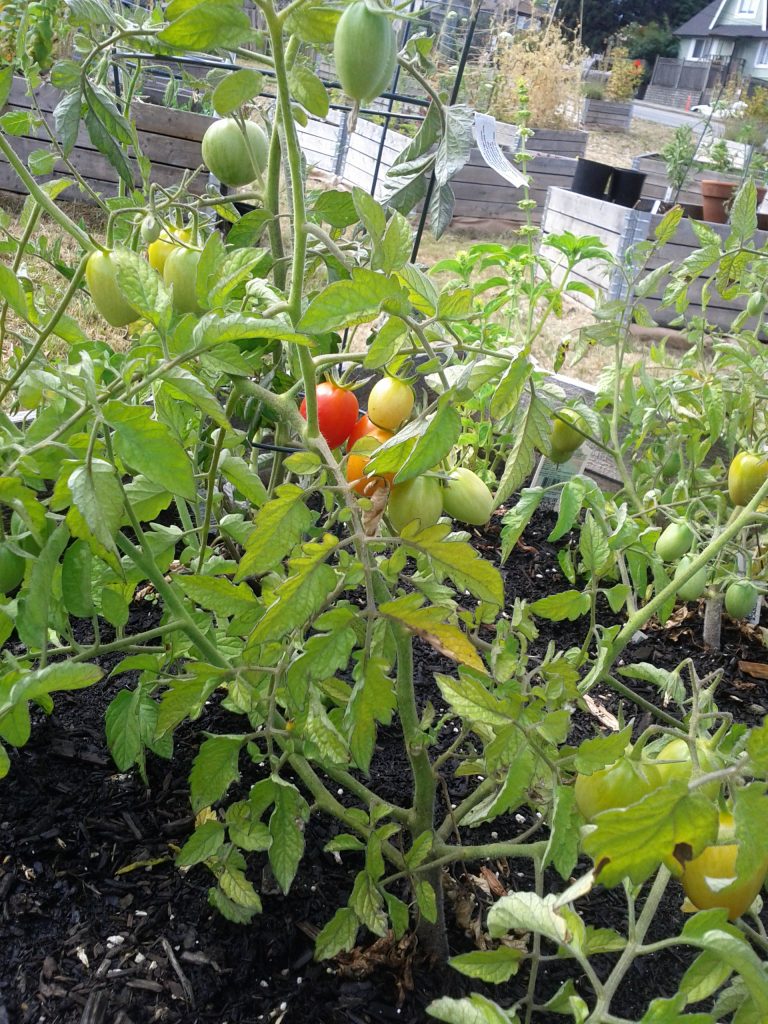 Old Garden tomatos